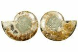 Cut & Polished Ammonite Fossil - Madagascar #369567-1